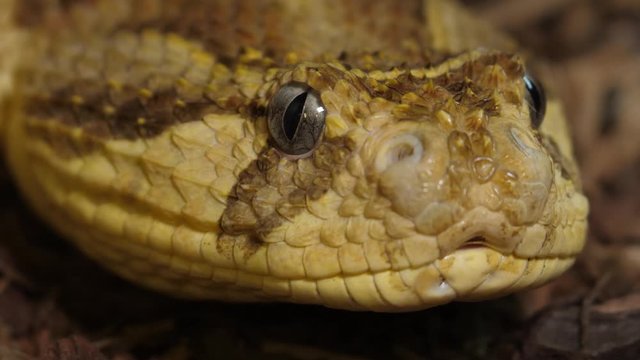 Tanzanian Puff Adder Snake