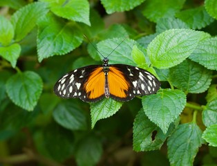 Beautiful lacewing butterfly perched on green foliage