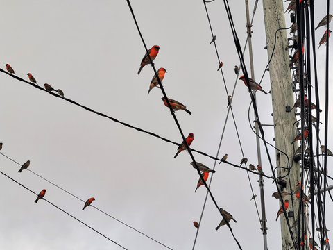 Red Birds On Electric Power Lines