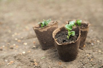Seedlings in peat pots. The processes of young plants on the background of the earth close-up and copy space.