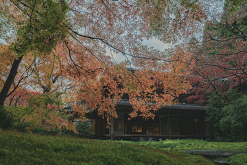 京都　瑠璃光院　お寺　紅葉　秋　写真素材　季節　