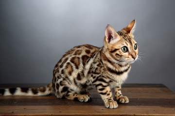 Young Bengal Cat Studio Portrait