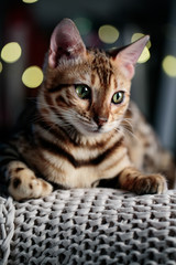 Fototapeta na wymiar Young Bengal Cat Studio Portrait