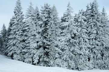 Naklejka premium Snowy spruce trees in an alpine winter forest without people. Walking in a winter snowy forest in Alps. Snow-covered branches