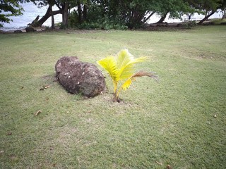 tree on the beach stone coconut