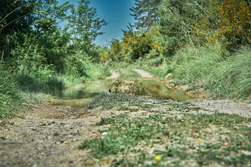 path through the grass field on a summer day after rain leaving puddles on the ground of the road