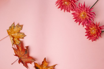 pink flower on a pink background. female health concept. A reference to tenderness, care and kindness. Summer versus Autumn.