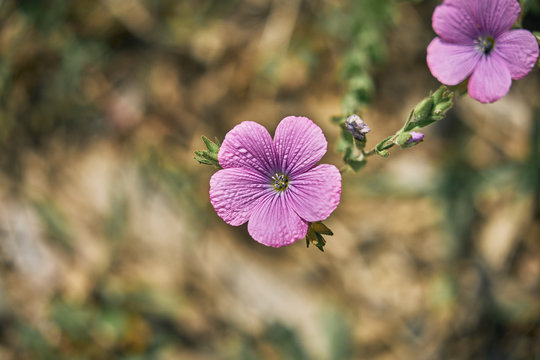 Pink and azure (linum viscosum). Delicate flower of meadows and grassland on mountains (family linaceae