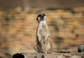 meerkat on a rock