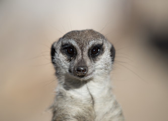 meerkat on guard