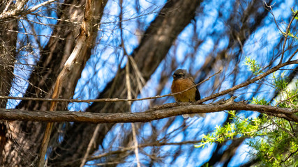 New Zealand fantail bird standing on branch near Lonely Bay Beach in Coromandel Peninsula, New Zealand