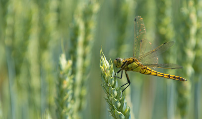 Dragonfly on green leaf, Poland
