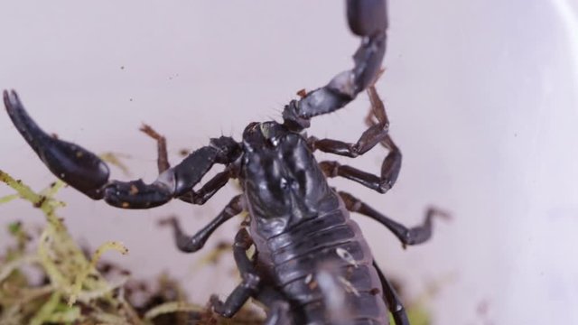 Asian Black Forest Poisonous Scorpion