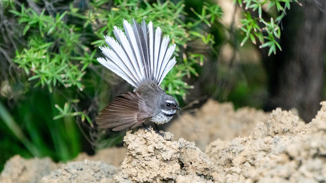 New Zealand fantail bird with tail fanned out near Lonely Bay Beach in Coromandel Peninsula, New Zealand