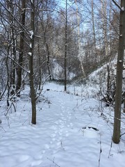 forest in winter