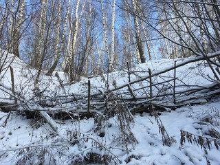 winter in the forest