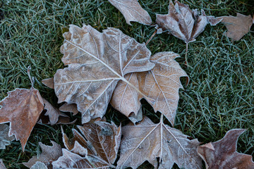 Abgestorbene, mit Frost überzogene Blätter auf dem Rasen, Detail