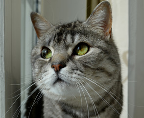 Portrait of a gray plush tabby domestic Scottish cat with green eyes 