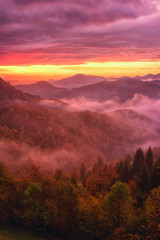 Amazing nature landscape, misty colorful sunrise in Alps, scenic view of wooded mountains with...