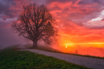 Naklejka na ściany i meble Amazing nature landscape, misty colorful sunrise in Alps, scenic view with single tree, foot path to the church, dramatic cloudy sky and rising sun. Outdoor travel background, Jamnik, Slovenia