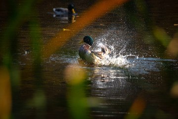 Duck mallard fly autumn nature action life wild