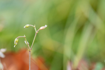 Small flowers on green background