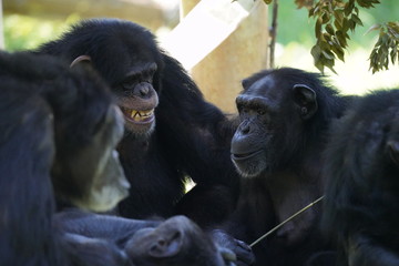 チンパンジー