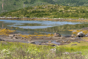 stones on shore at green fjord inlet, near Steine, Lofoten, Norway