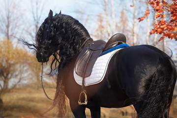 Friesian horse portrait in a dark stable with hair lighting