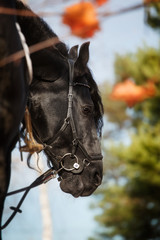Fototapeta premium Friesian horse portrait in a dark stable with hair lighting