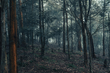 Naklejka premium misty forest in fog