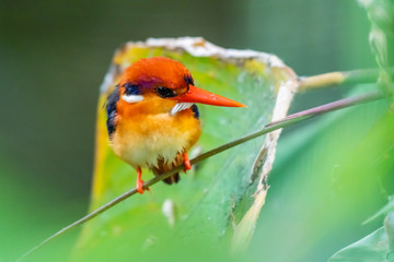 Oriental Dwarf kingfisher [Ceyx erithaca]
