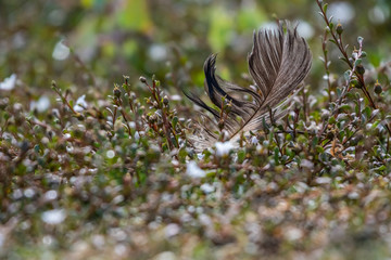 a bird feather fallen on the ground