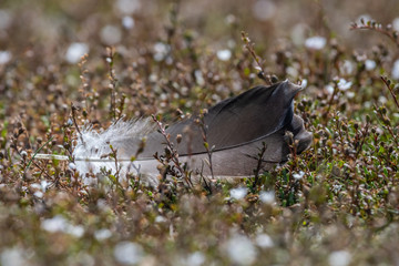 a bird feather fallen on the ground