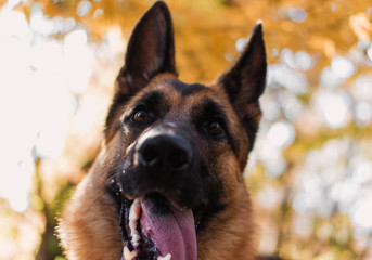 German shepherd in the autumn forest
