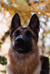 German shepherd in the autumn forest