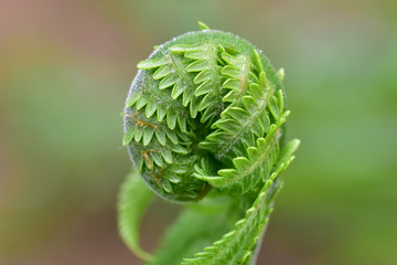 Tender young fern shoot in a spiral on a green background