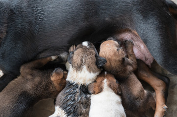 Puppies sucking milk from mother dog