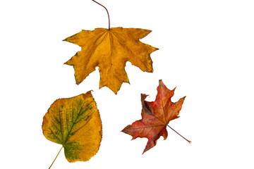 Colorful autumn tree leaves on a white isolated background. Multicolored autumn pattern.