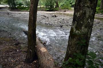 Tree trunks on the background of a beautiful mountain river
