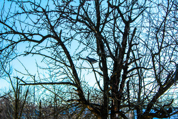 Dove dove on a tree wild dove on a tree