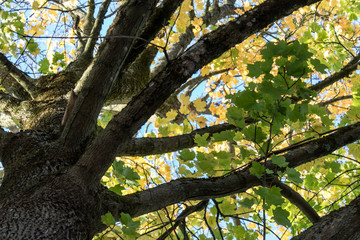 Buchen im Herbst. Blauer Himmel im Hintergrund