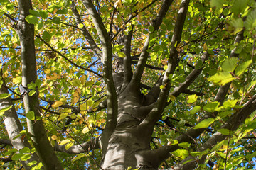 Buchen im Herbst. Blauer Himmel im Hintergrund