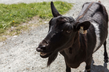 Ziege im Jotunheimen Nationalpark in Norwegen