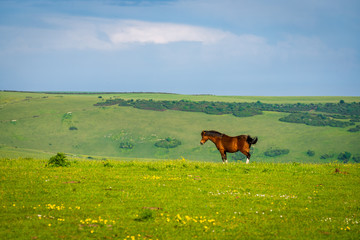 Single Horse on the rolling hills of the South Downs, Sussex, England