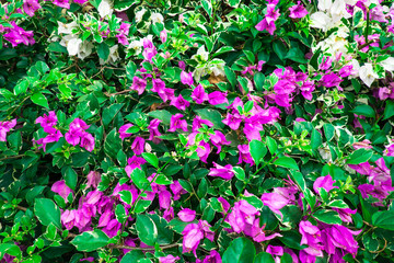 Obraz premium Bougainvillea flower background