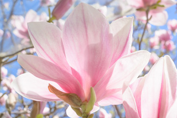 Petals of exposed magnolia flower