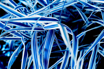 Bright magic blue reed as a background.