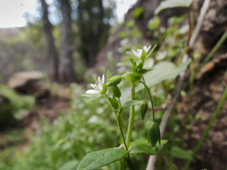 The Gorge of the Nogaledas in the Jerte Valley. Natural Park of the Sierra de Gredos. Cáceres Province. Estremadura. Spain