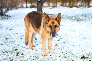 Beautiful German shepherd sitting on white plain snow on a cold winter day. Shot taken in small countryside city house garden.